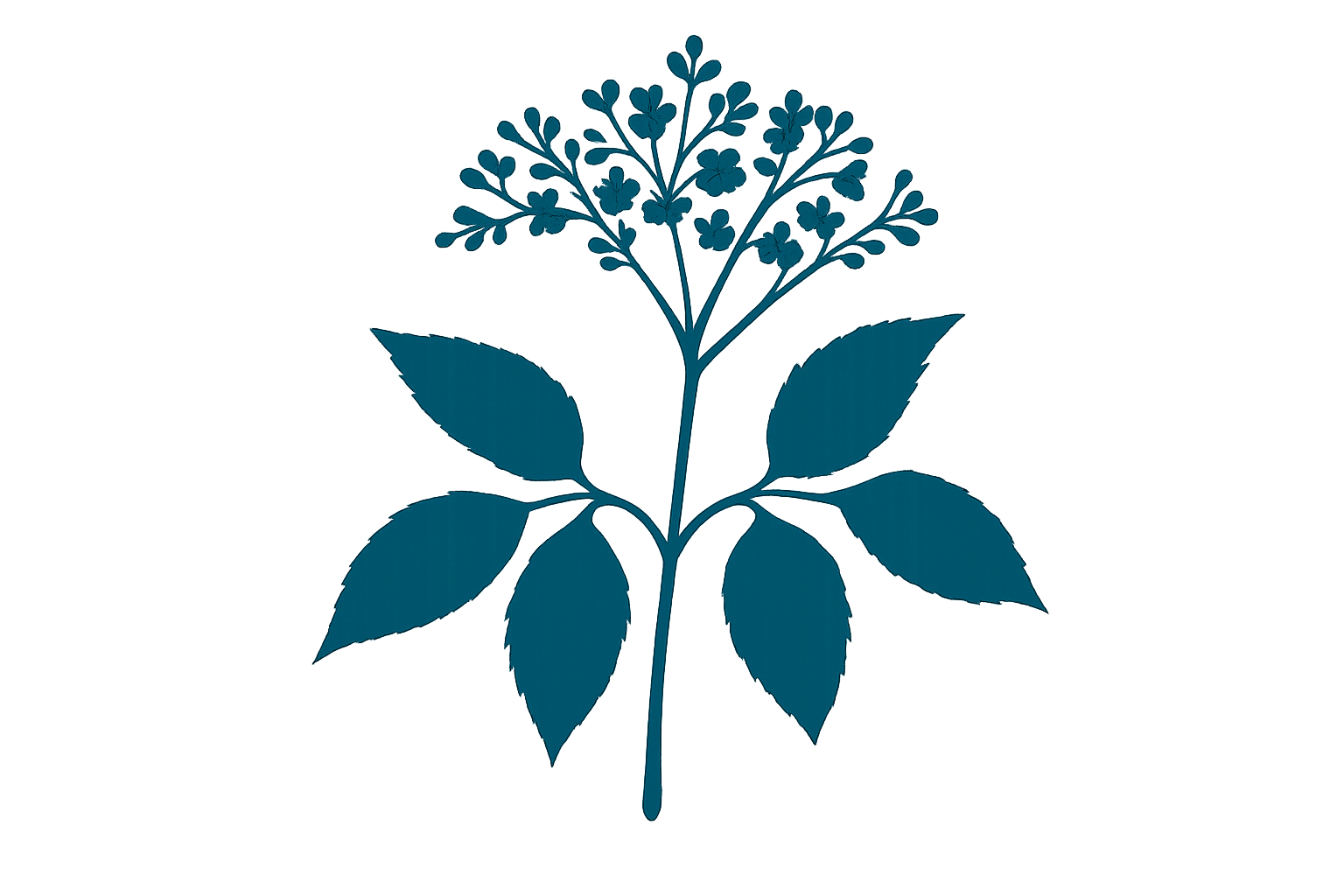 Elder Systems